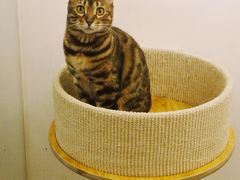 -猫大福·Fortune Cat猫舍(百子湾店)
