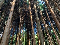 -武陵山森林公园