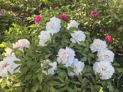 -莲花池公园