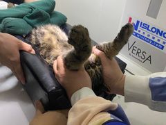 -美联众合动物医院·24h转诊中心