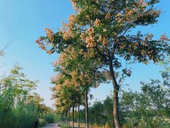 -九里湖国家湿地公园