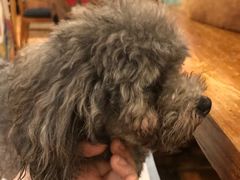 -more than meow吴止猫主题餐厅(承德 中船汇店)