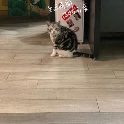 -荔刺青纹身·手穿孔饰品