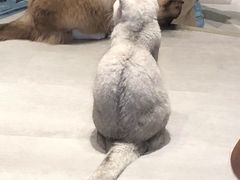 -猫儿山۰猫主题餐厅