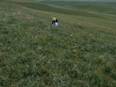 -山丹皇家马场