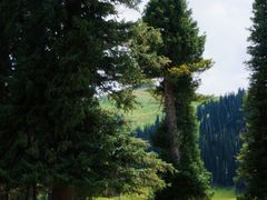 -新疆那拉提国家旅游度假区