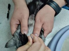 -宠颐生动物医院·小陆分院