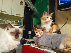 -猫色咖啡·猫咖