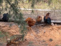 -北海金海湾红树林生态旅游区