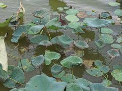 -飞来湖湿地公园