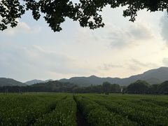 -中国茶叶博物馆(双峰馆区)