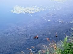 -丁香湖公园