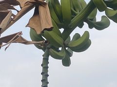 -丹樱生态园