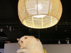 -Cappucimeow猫咪咖啡馆(韦伯时代店)