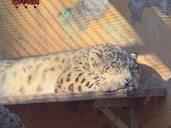 -青藏高原野生动物园