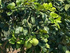 -尚果生态采摘园