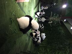 泰迪熊博物馆-成都泰迪熊博物馆