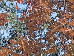 -北京西山国家森林公园