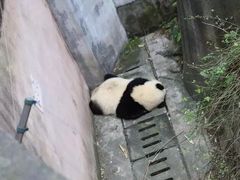 -成都大熊猫繁育研究基地