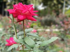 -人民公园(罗湖区)