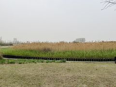 -鹦鹉洲湿地公园