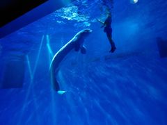 -芜湖新华联大白鲸海洋公园