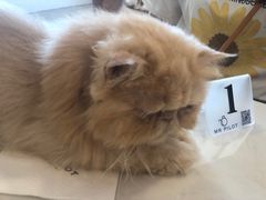 -飞行喵MR PILOT|猫舍·猫咖(静安大融城店)
