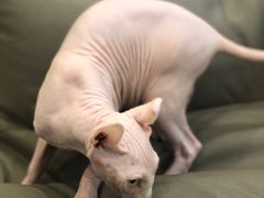 -飞行喵MR PILOT|猫舍·猫咖(静安大融城店)