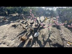 -樂桃源奉贤黄桃种植采摘基地