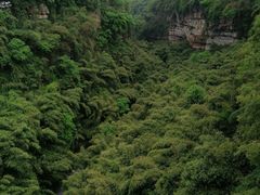 -川西竹海景区