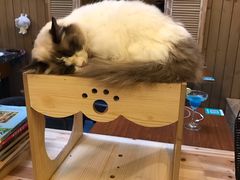 -猫色咖啡·猫咖