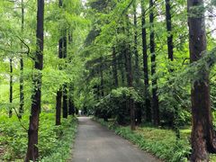 -上海滨江森林公园