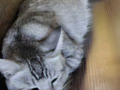 -猫岛主趣味餐厅(鼓浪屿店)