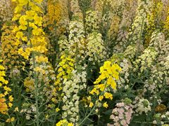 -中国天府农业博览园