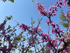 -西京湾花海