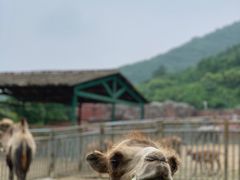 -无锡动物园·太湖欢乐园