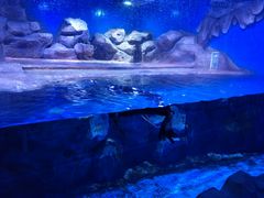 -芜湖新华联大白鲸海洋公园