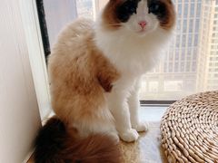 -Catmate·猫肥家润(金润铂宫店)