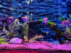 -上海海洋水族馆