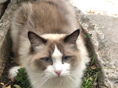 -喵屿·大理花园猫咖