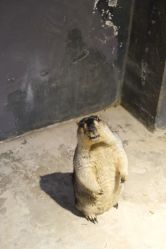 -酷嗒动物文化乐园(cutezoo西溪乐天城店)