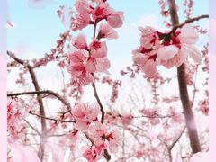 -桃花堤公园