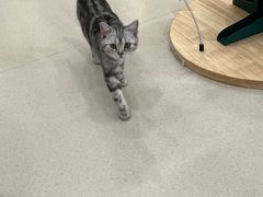 -共舞时光猫咖·狗咖(新街口店)
