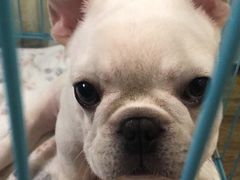 -翊宠yipet猫狗购宠庄园犬舍•猫舍