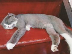 猫-李小姐の猫咖啡馆(五角场店)