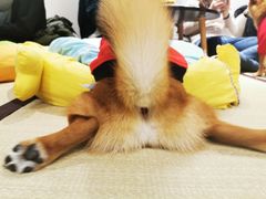 -逗柴咖啡屋·狗咖猫咖宠物桌游