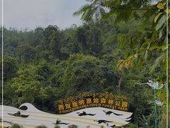 -西双版纳原始森林公园