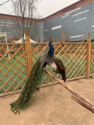 -萌宠亲子动物乐园(槐房万达店)