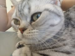 -有喵·猫咖·狗咖·30几只猫10只小狗(岗厦店)