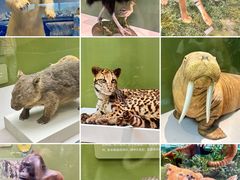 -国家自然博物馆